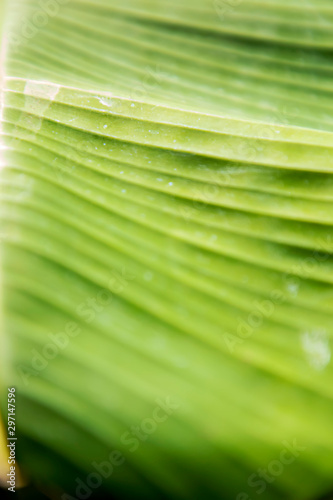 Closeup banana tree in the garden