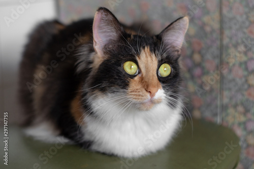 Longhair tricolor cat sits with wide open green eyes