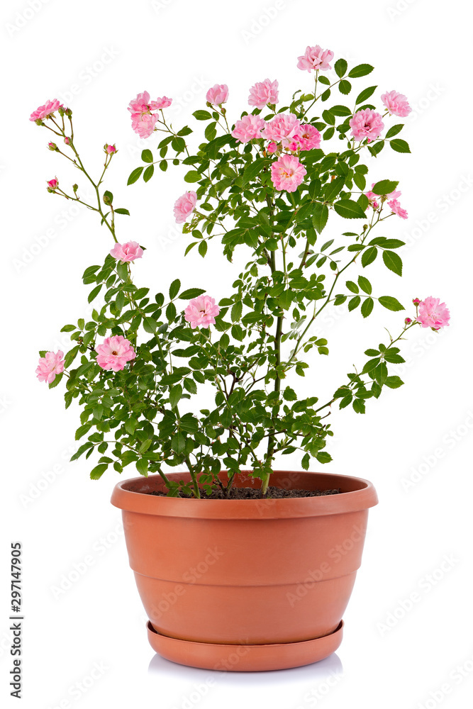 Bush rose in a flower pot isolated on a white background.