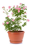 Bush rose in a flower pot isolated on a white background.