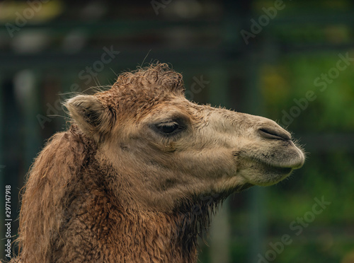 Brown female camel in autumn wet rainy day