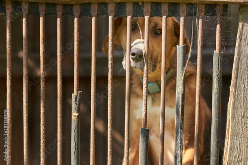 Sad brown dog behind the fence. Alone holmeless dog in the cage