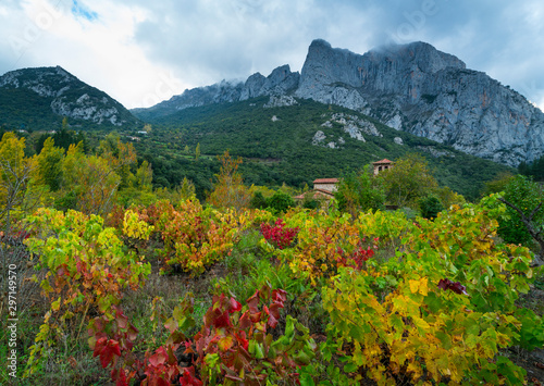 Vineyard, Santa María de Lebeña, Liébana Valley, Cantabria, Spain, Europe photo