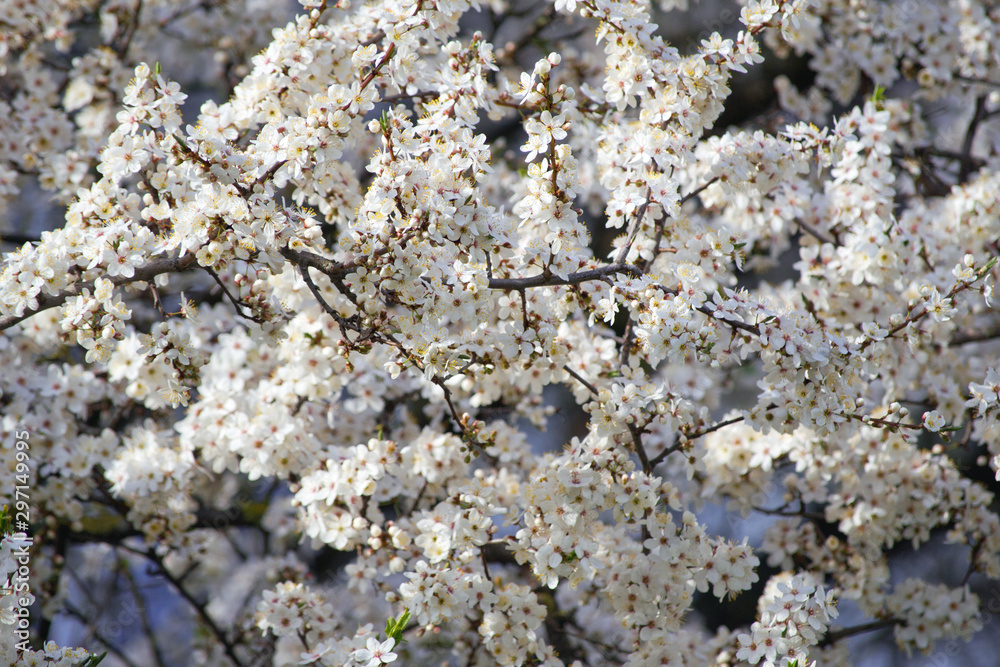 Sour cherry (Prunus cerasus) blossom at spring Sour cherry (Prunus cerasus) blossom at spring