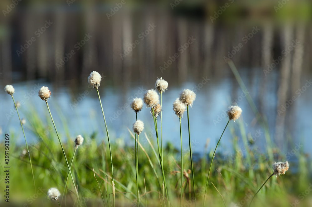 Tussock cottongrass (Eriophorum vaginatum) at Cenu swamp, Latvia