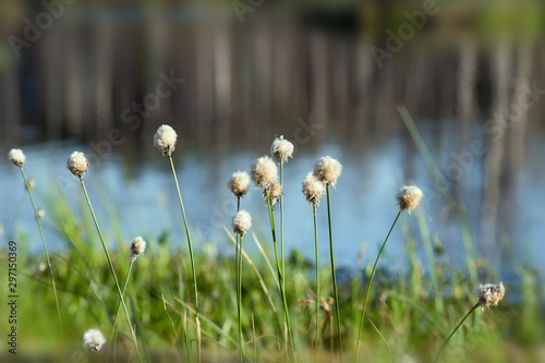 Tussock cottongrass (Eriophorum vaginatum) at Cenu swamp, Latvia