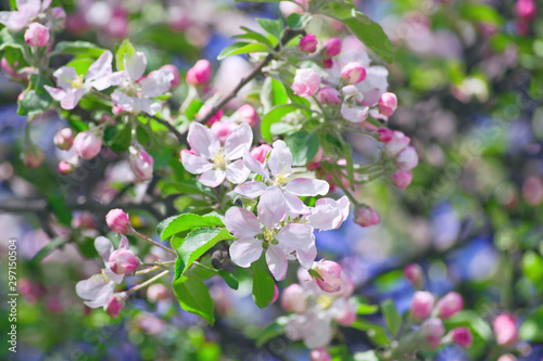 Blooming apple tree (Malus pumila) branch