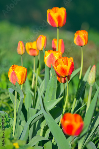 Tulips growing in the garden