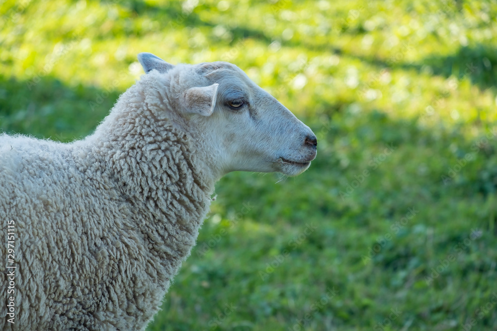 Closeup of One Sheep Grazing in the Field