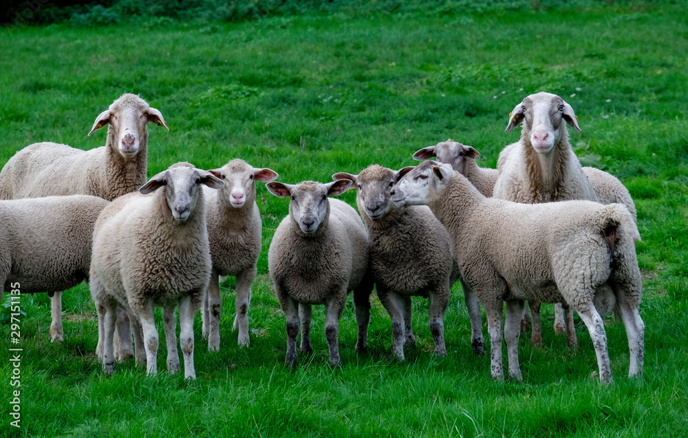 Fototapeta premium Schafe (Ovis) auf einer Wiese