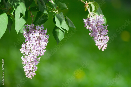 Lilac (Syringa) branches with blossom gentle purple flowers on green blurred bacground