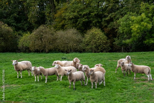 Schafe (Ovis) auf einer Wiese