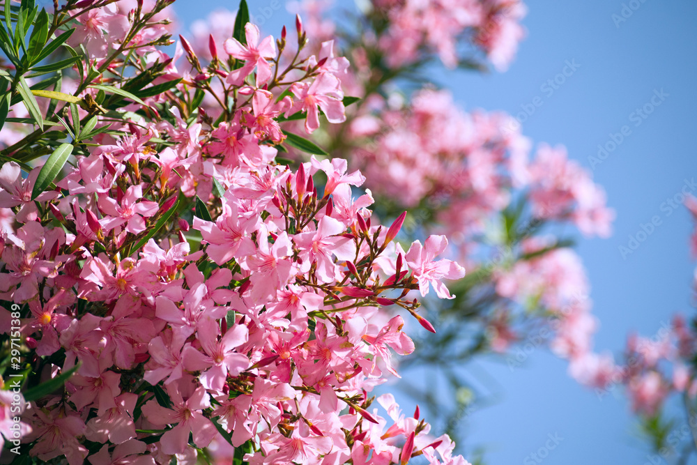 Fototapeta premium Pink oleander (Nerium) branches at blue sky background