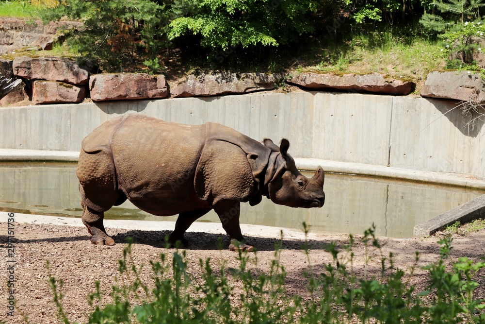 Naklejka premium Hipopótamo no zoológico, lindo e enorme SEM EDIÇÃO