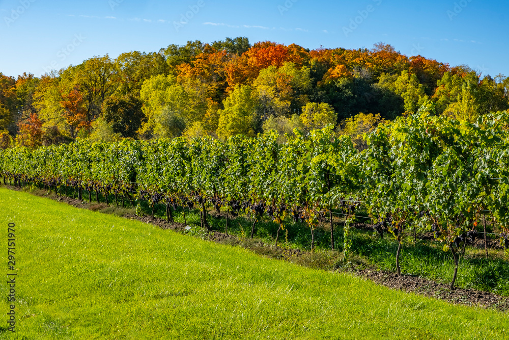 Row of Cabernet Franc Vines Loaded with Ripen Grapes Against Colorful Fall Foliage and Blue Sky in Niagara Wine Region
