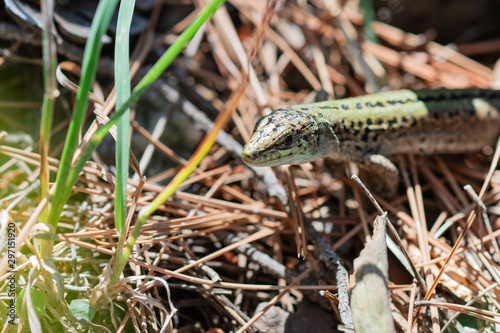 Common lizard with green stripes on the back is among the grass and pine needles. Selective focus. Close-up shot.