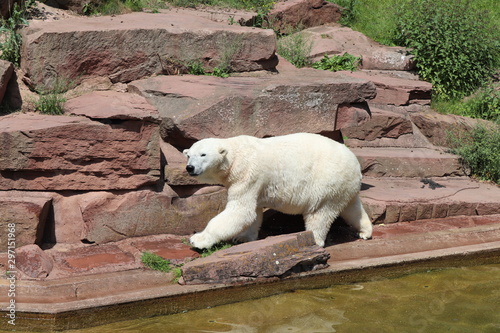 URSO POLAR SEM EDIÇÃO ZOO photo