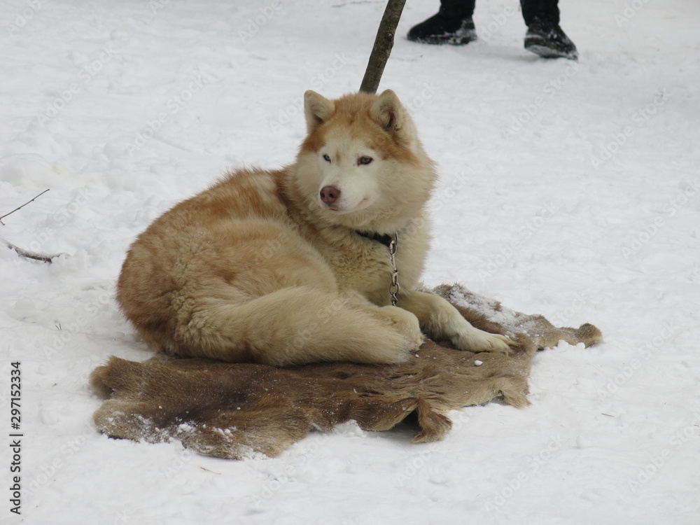 Naklejka premium red huskies on a reindeer pelt