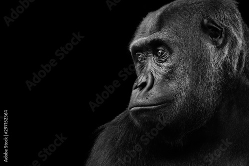 Fotografie, Obraz gorilla