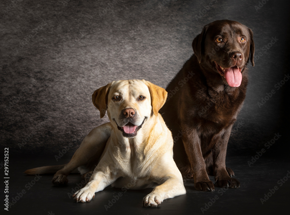 Labrador retriever dog male and female Labrador retriever dog male and female