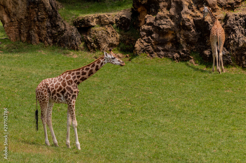 a giraffe grazing in a green meadow