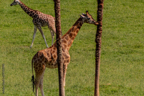 a giraffe grazing in a green meadow photo