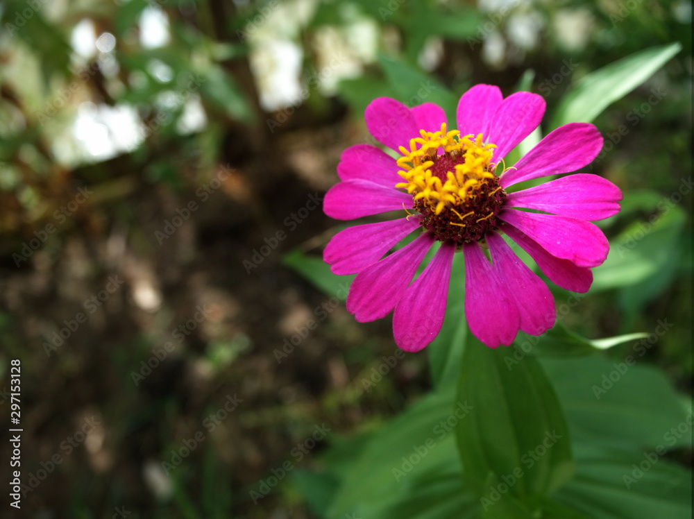 Flower in the garden of nature park Flower in the garden of nature park