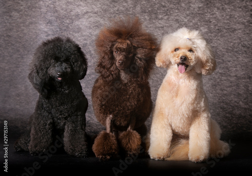 Three Poodle dog