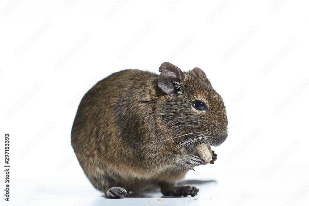 rodent degu isolated on white background. Studio shot, close-up. rodent degu isolated on white background. Studio shot, close-up.