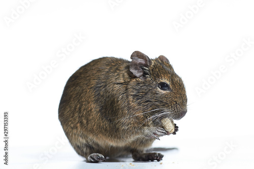 rodent degu isolated on white background. Studio shot, close-up.