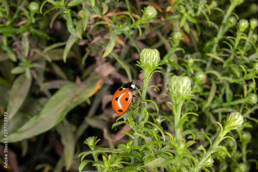 ladybug on a flower