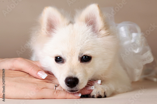 Happy pomeranian dog