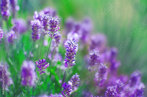 Flowering lavender (lat. Lavandula) in the field