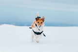 Happy fox terrier running wildly in the snow. Fun with a dog in the mountains. Hiking with a dog.