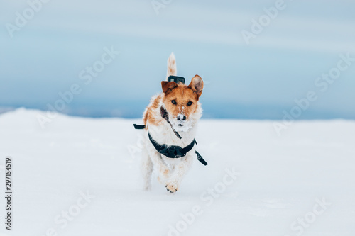 Happy fox terrier running wildly in the snow. Fun with a dog in the mountains. Hiking with a dog.