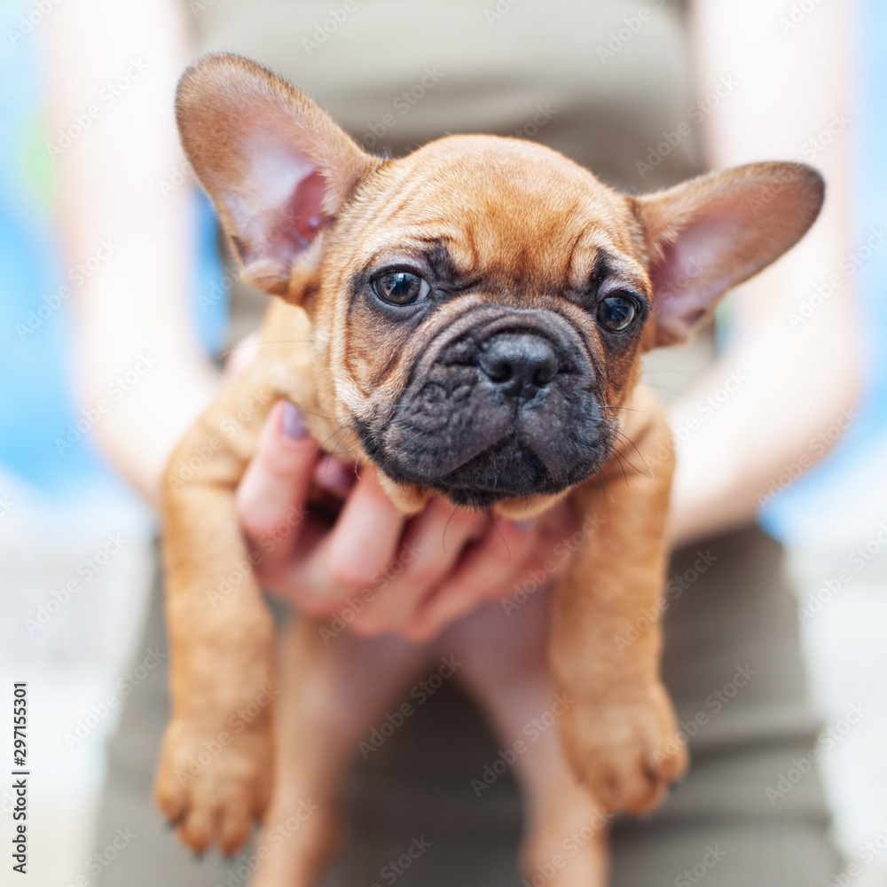 Cute french Bulldog puppy, two months old. selective focus. In women's hands