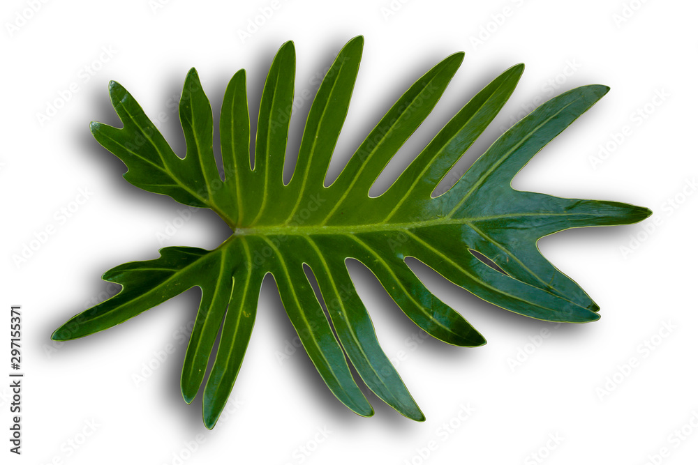 nature green leaves on white background. nature green leaves on white background.