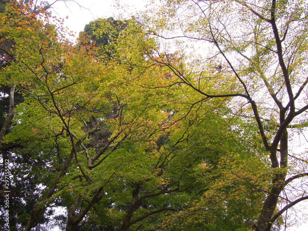 京都_勝林院_紅葉 京都_勝林院_紅葉