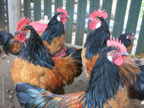 orange chickens in the chicken coop breed forwerk © Lumatis
