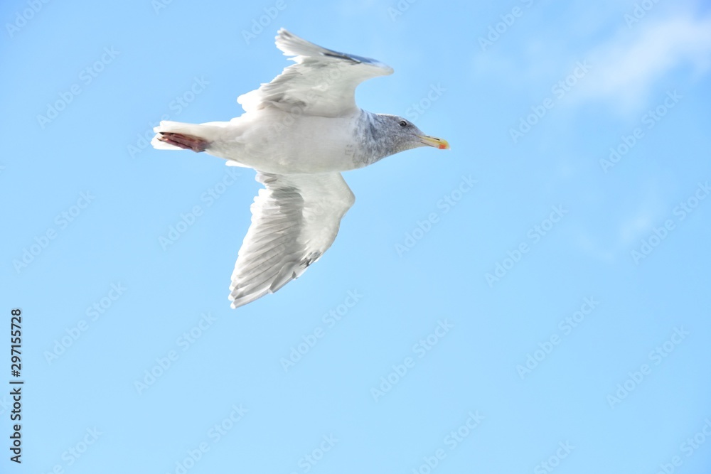 Fototapeta premium A closeup of a Seagull flying in the sky. BC Canada