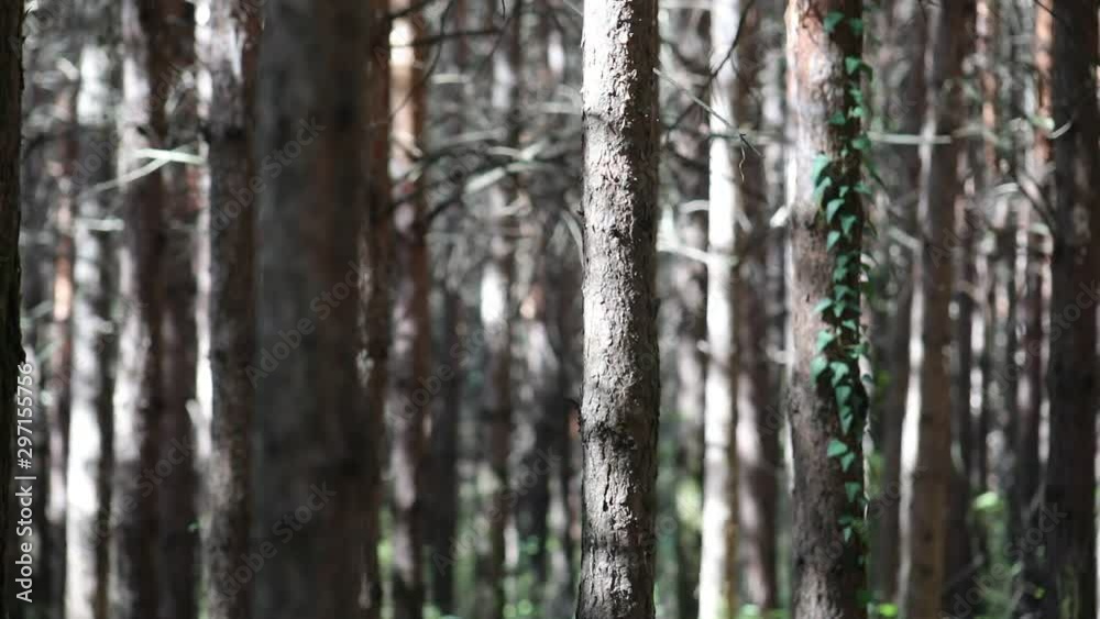 Wild pine forest with green moss under the trees. Moving between trees in beautiful sunny morning just after sunrise. Slider shot Wild pine forest with green moss under the trees. Moving between trees in beautiful sunny morning just after sunrise. Slider shot