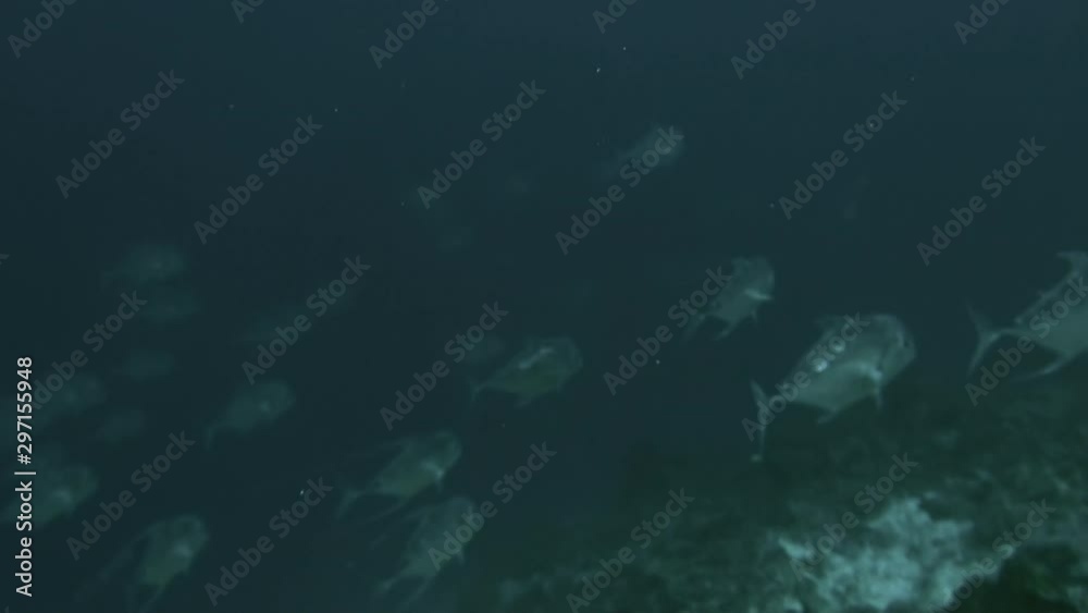 Polynesia Fish Types School of tuna fish of one species in underwater in French Polynesia ...