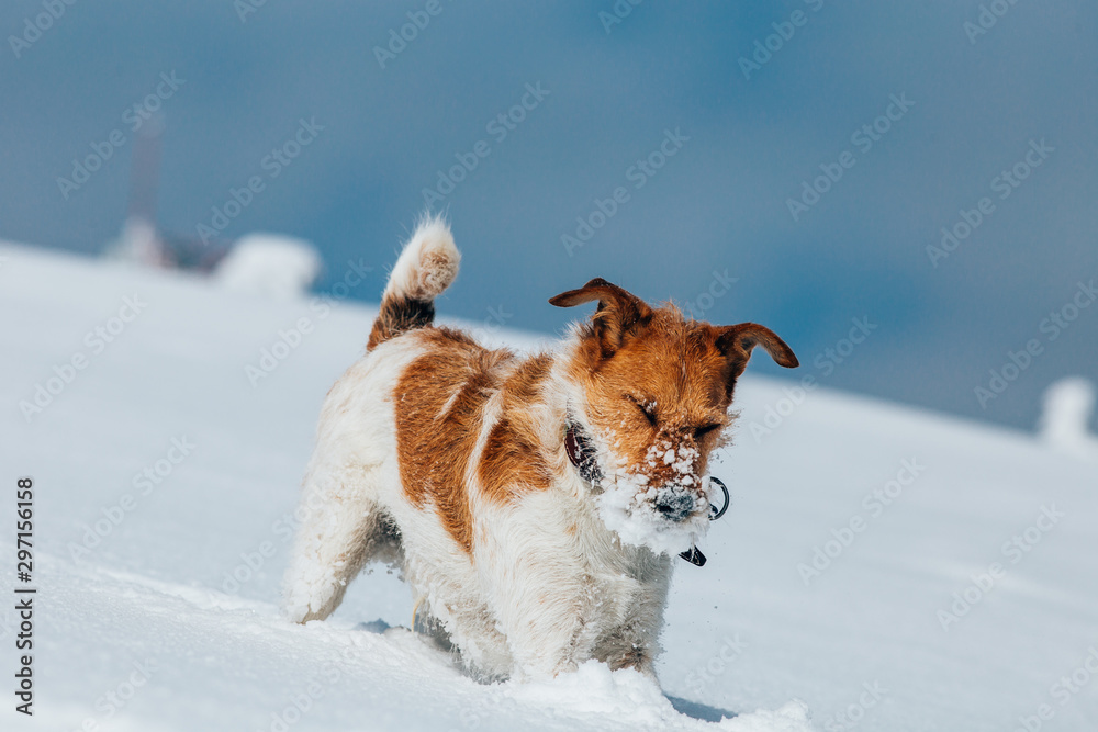 Happy fox terrier running wildly in the snow. Fun with a dog in the mountains. Hiking with a dog. Happy fox terrier running wildly in the snow. Fun with a dog in the mountains. Hiking with a dog.