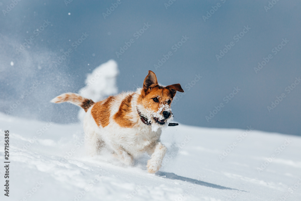 Happy fox terrier running wildly in the snow. Fun with a dog in the mountains. Hiking with a dog.