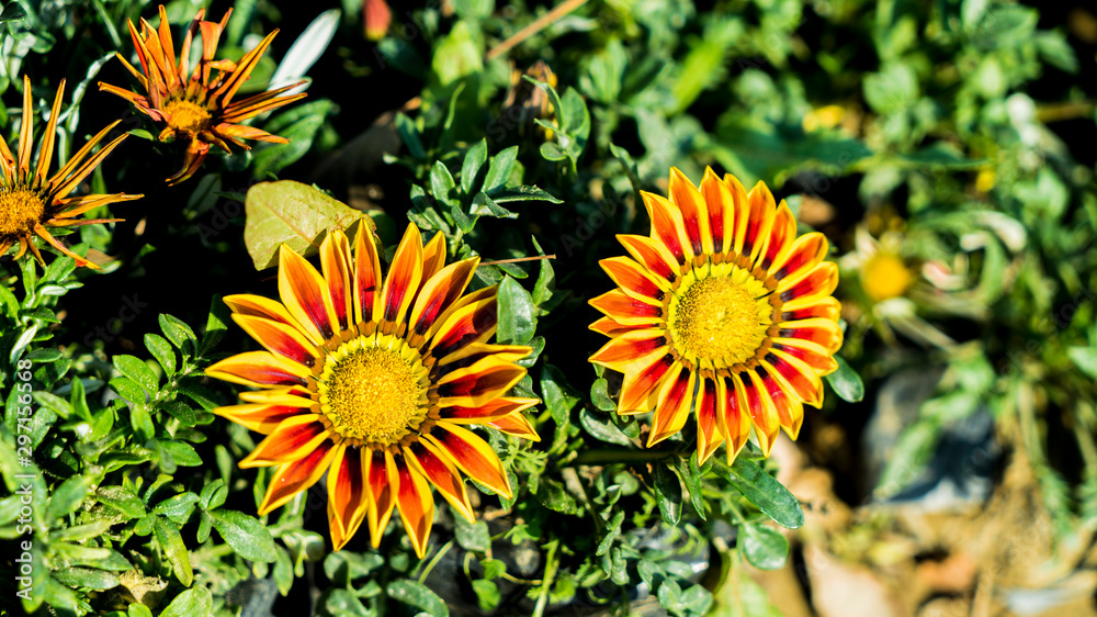 Gazania Flowers Gazania Flowers