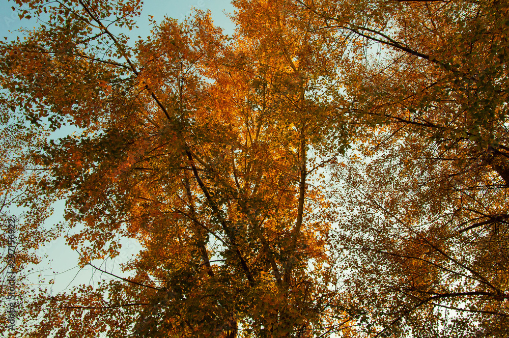 Orange and yellow autumn leaves of a tree on a background of blue sky Orange and yellow autumn leaves of a tree on a background of blue sky