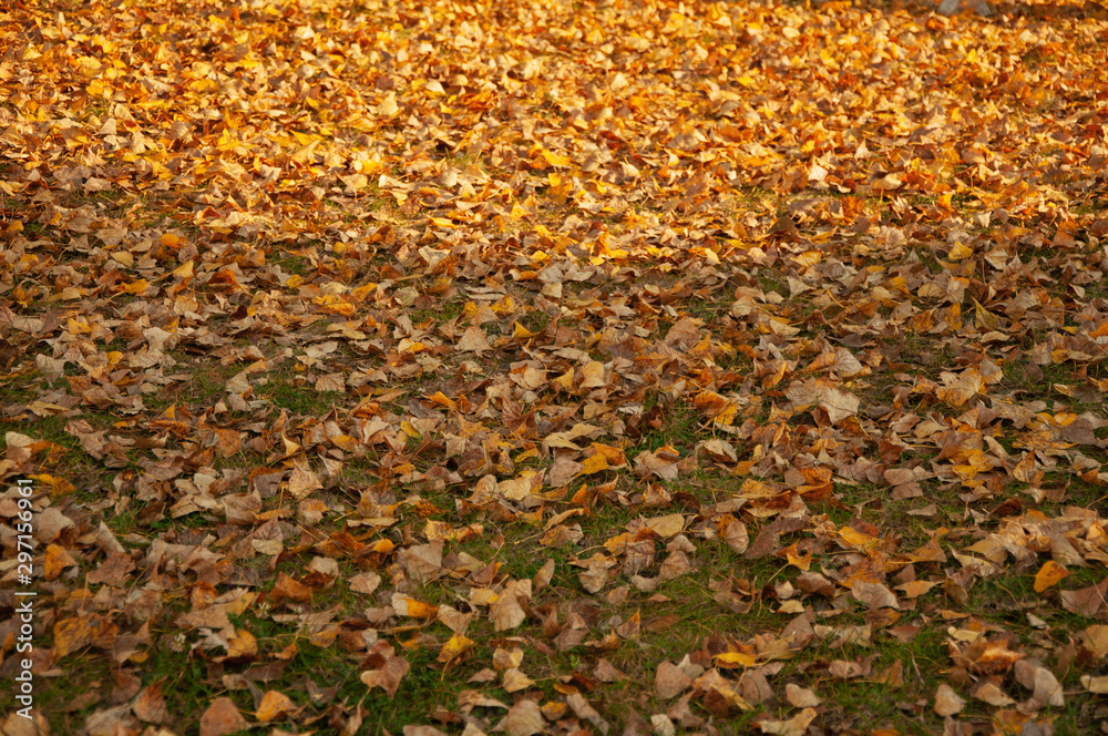 Fallen yellow, orange leaves on the grass in the park. Autumn background, texture Fallen yellow, orange leaves on the grass in the park. Autumn background, texture