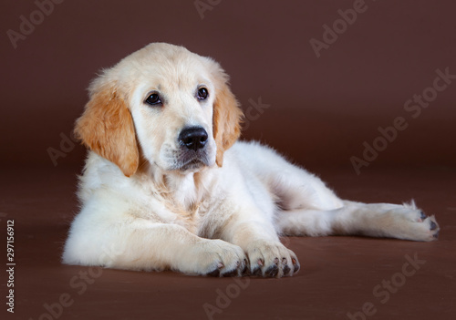 Puppy Golden retriever dog © monica