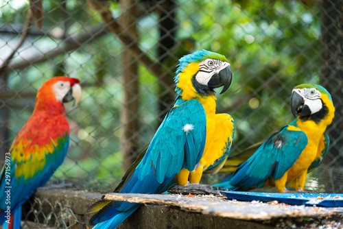 Three macaws perched in a small animal park. Colombia © EGT