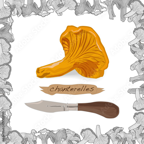 Yellow chanterelle vector illustration. Isolated image on white background